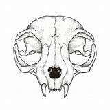 Animal Skulls Crane Crâne Tatoo sketch template