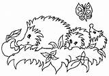 Hedgehog Bestcoloringpagesforkids sketch template