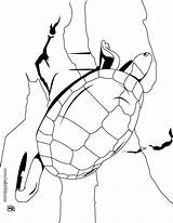 Tortoise Tartaruga Gigante Aldabra Ausmalen Griechische Schildkr Hellokids Designlooter sketch template