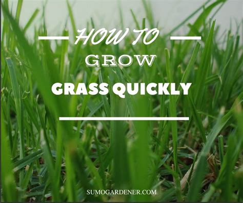 grow grass quickly easy guide sumo gardener