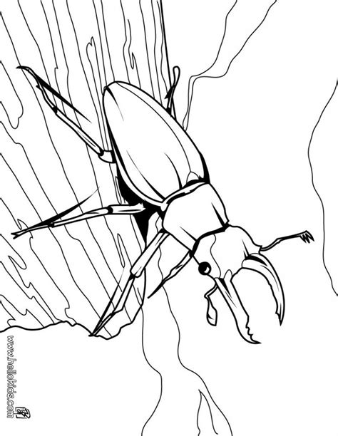 bug coloring pages  animal place