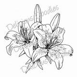 Lily Drawing Flower Tattoo Tiger Stargazer Tattoos Line Drawings Lilies Sketch Easter Lillies Coloring Sketches Draw Outline Painting Jagua Calla sketch template