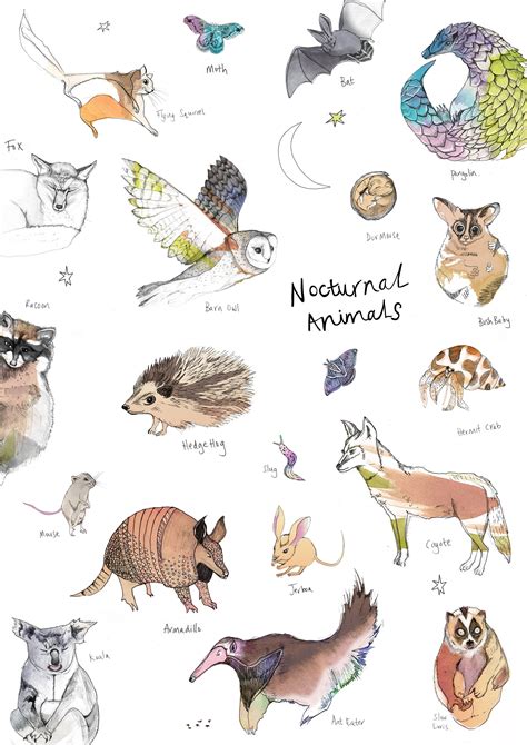 nocturnal animals  art print nursery animal wall art etsy
