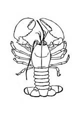 Lobster Coloring Pages Claws Lobsters Big Drawing Printable Template Cartoon Getdrawings Search 45kb 480px sketch template