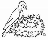Nido Pajaro Imprimir Burung Mewarnai Pajaros Nidos Pajarillo Paud Cria Dibujar Pájaros Colorees Oiseaux Macam Cotidiano Extraordinario Bestiario sketch template