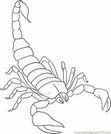 Scorpion Drawing Printable Pages Choose Board Outline Scorpio sketch template