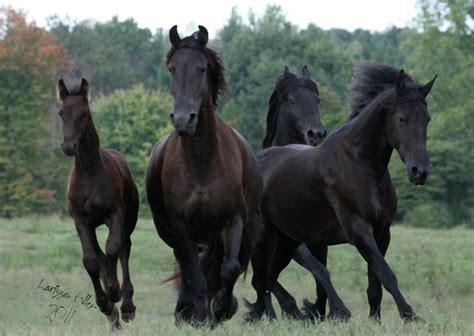 pin  sues waves  horses horses horse  black horses