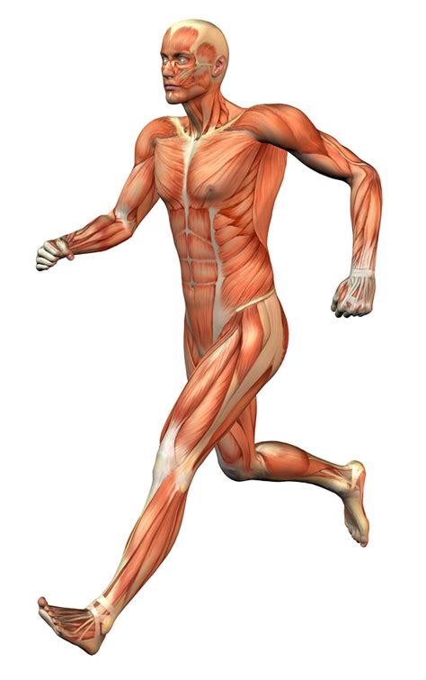 los musculos funcionamiento muscular
