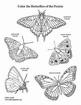 Coloring Butterflies Prairie Butterfly sketch template