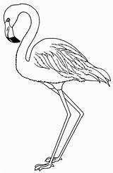 Imprimir Colorir Flamingos Entrada Anagiovanna sketch template
