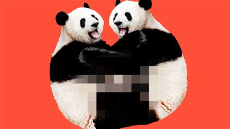 Lousy Libidos Why Do Pandas Have So Little Sex The New