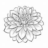 Tattoo Dahlia Tattoos Fiori Stilizzati Flower Drawings Flowers Disegnare Line Google Drawing Disegno Di sketch template