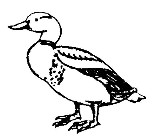 black  white drawing   duck
