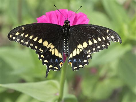 butterfly   week eastern black swallowtail bug week