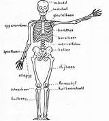 Skelet Lichaam Menselijk Biologie Anatomie Tekentips Hoofdstuk Voortplanting Hofstede Tirza Natuur Corps Squelette Humain Ouvrir sketch template