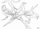 Coloring Pages Pigeon Pigeons Dove Passenger Drawing Printable Cute Bird Para Colorear Aves Dibujos Dibujo Supercoloring Palomas Doves Wings Birds sketch template