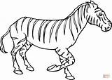 Zebra Coloring Pages Kids Zebras Drawing Baby Head Printable Color Super Online Clipart Supercoloring Drawings Getcolorings Cute Gif Print sketch template
