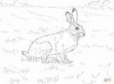 Jackrabbit Tailed Lepre Hares Supercoloring Lapins sketch template