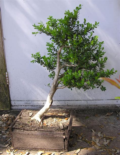 heart of texas bonsai japanese boxwood 3 the cemetary