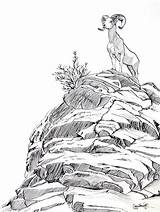 Mountain Goat Drawing Ink Rocky Drawings Sketch Mountains Sheep Pencil Coloring Bighorn Grass Pages Goats Colorado Sketches Without Barsotti Ciara sketch template