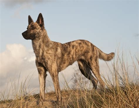 dutch shepherd dog info temperament puppies training pictures