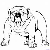 Bulldog Drawing Bull Face English Dog Line Draw Coloring Pages Bulldogs Puppy Step Colouring Picasso Cute Easy Clipartmag Clipart Getdrawings sketch template