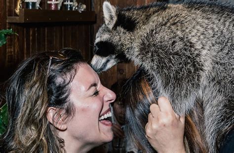 visit the world s first ‘raccoon cafe dangerous minds