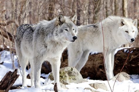 facts  tundra wolves animals momme