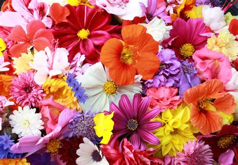immagini fiori  fiori  ultra hd wallpaper sfondo