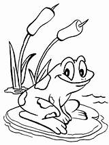 Frog Cartoon Coloring Pages Getcolorings sketch template