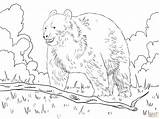 Bear Forest Coloring Bears Pages American Color Supercoloring sketch template