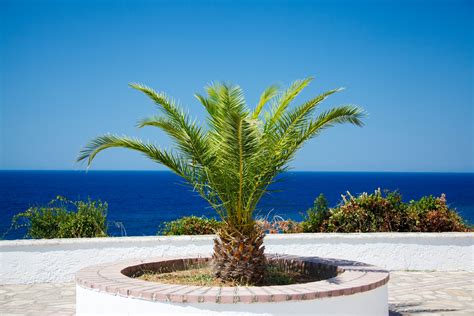 small palm tree  stock photo public domain pictures