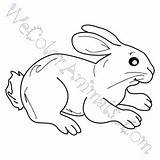 Coloring Hare Arctic Pages Click sketch template