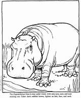 Hippo Hippopotamus Zoo sketch template