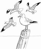 Coloring Seagulls Pages Gull Color Seagull Flying Printable Drawing sketch template