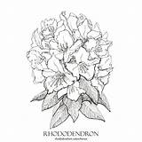 Rhododendron Drawing Flower Paintingvalley Getdrawings sketch template
