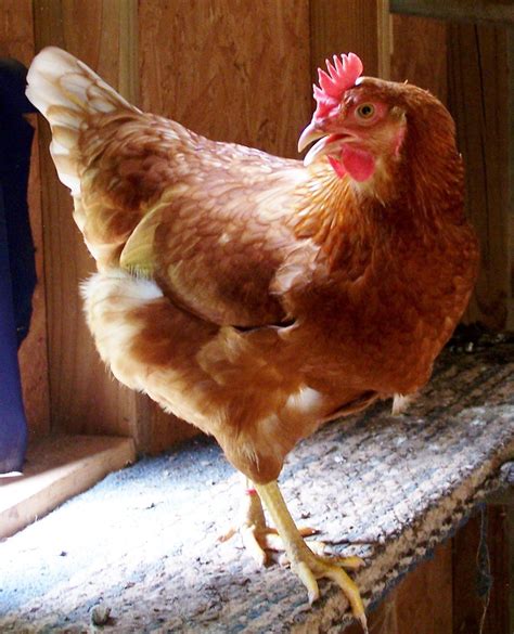 lily our five month old red sex link hen down on the farm pinterest hens chicken
