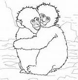 Coloring Baby Hugging Monkeys Snow Macaque Rhesus Mother Cute sketch template