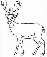Coloring Deer Pages Whitetail Big Print Pdf sketch template