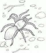 Spider Coloring Pages Printable Tarantula Kids Realistic Sheet Spiders Giant Redback Print Bestcoloringpagesforkids Printables Jumping Daring Rocks sketch template