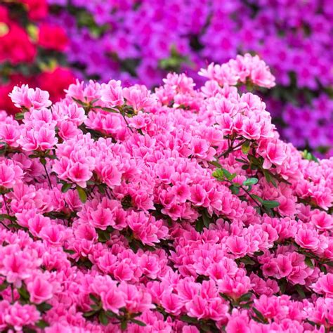 azalea planting advice  care   spring bloom studded shrub