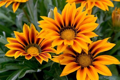 How To Grow Gazanias Plants Gazania Flowers Hardy Perennials