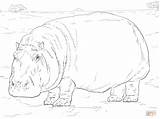 Hippopotame Imprimer Coloriages Hippopotamus sketch template