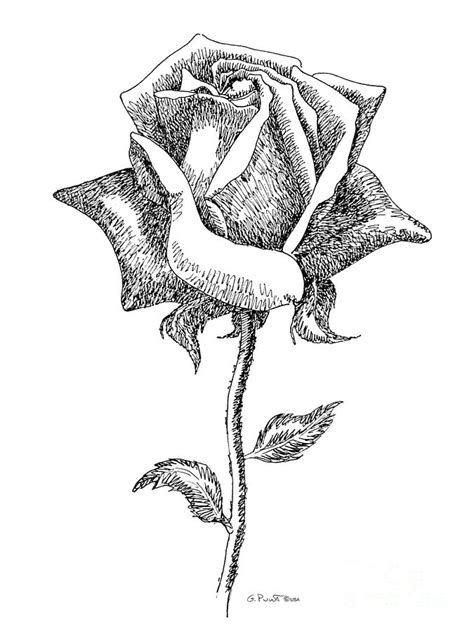 rose drawings black white  drawing  gordon punt