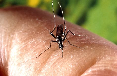 picture female aedes albopictus mosquito feeding human skin