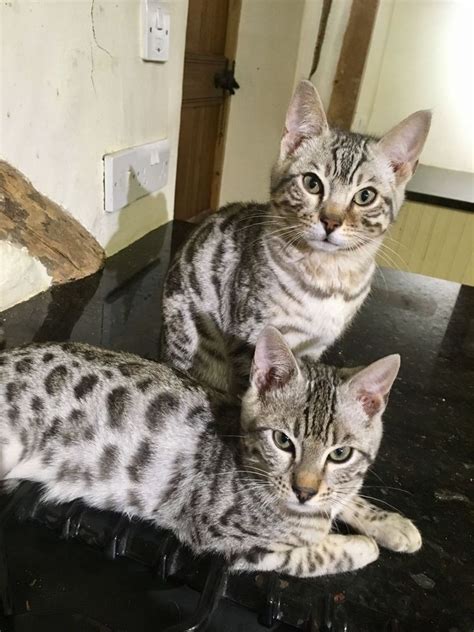 bengal kittens for sale adoption from auckland auckland