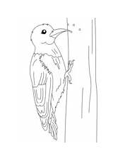 Coloring Woodpecker Woodpeckers Pages sketch template