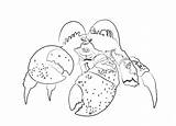 Tamatoa Moana Crab Coloring Coconut Giant Pages Pages2color Drawings Designlooter Cookie Copyright 2021 Template sketch template