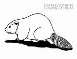 Beaver Colorat Castor Desene Planse Animale Salbatice Beavers Cartita Imaginea sketch template