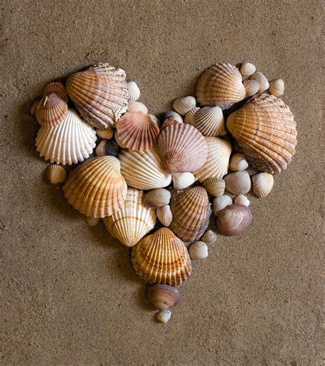 splendid design decorating  sea shells